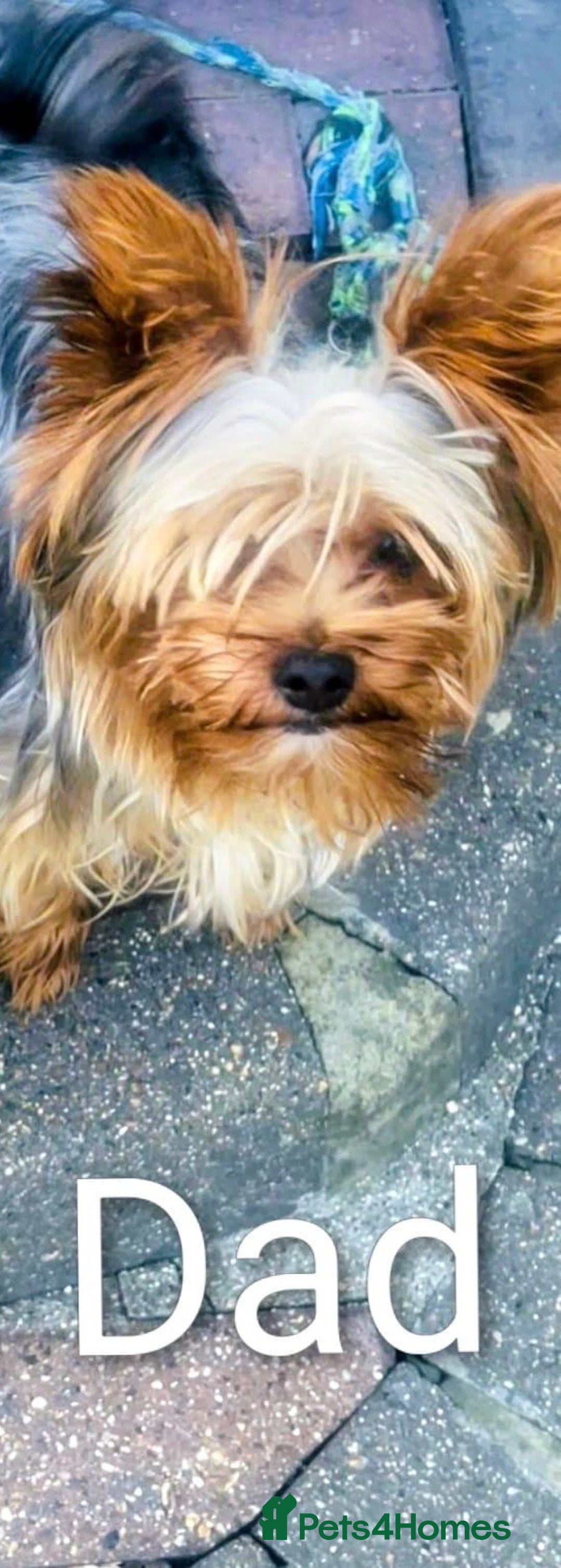 Yorkshire Terrier dogs for sale: Pure Yorkshire terriers  - Advert 11