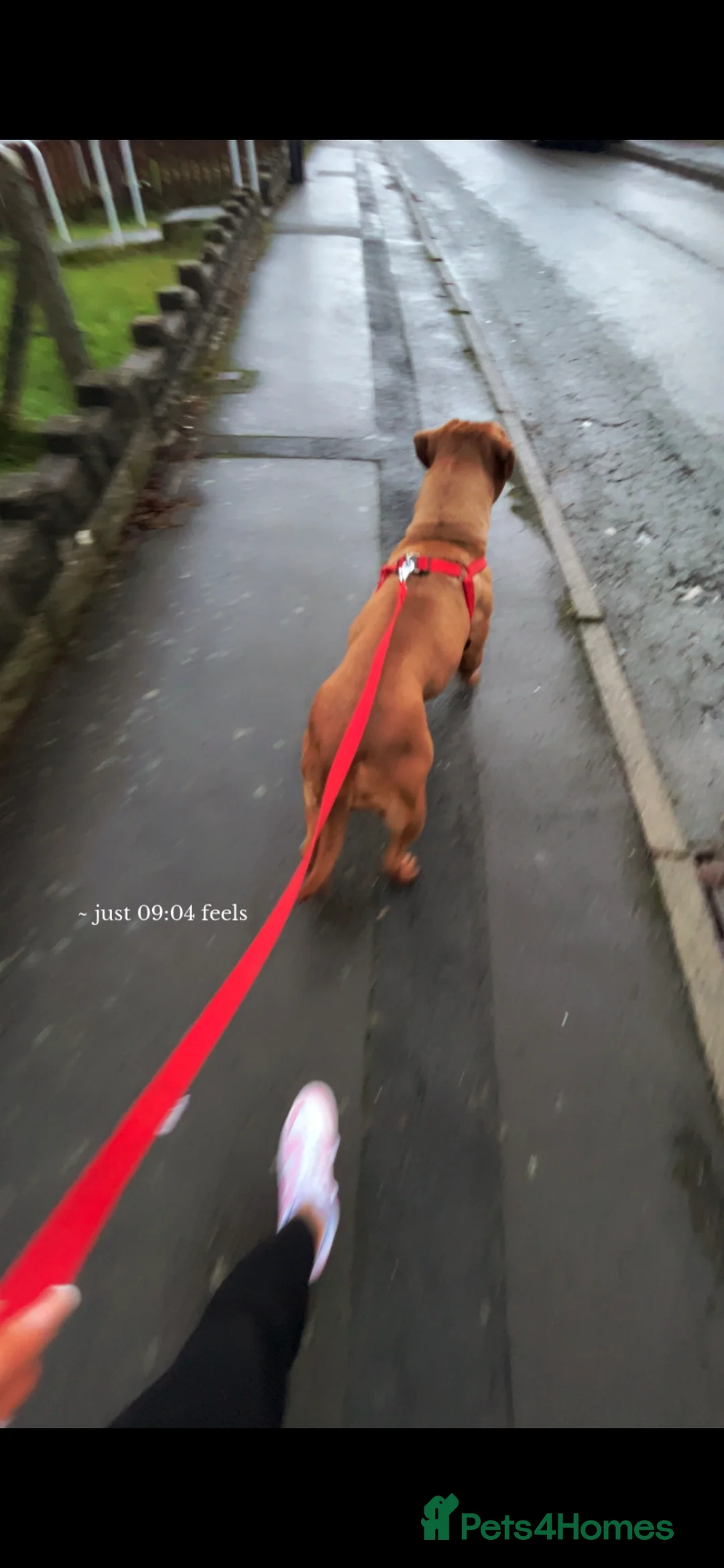 Dogue De Bordeaux dogs for sale: 5 year old girl  - Advert 3