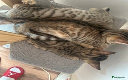 Mixed Breed cats for sale: Crossed BENGALS  - Image 18