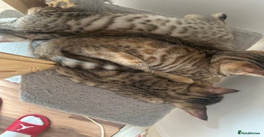 Mixed Breed cats - Advert 5