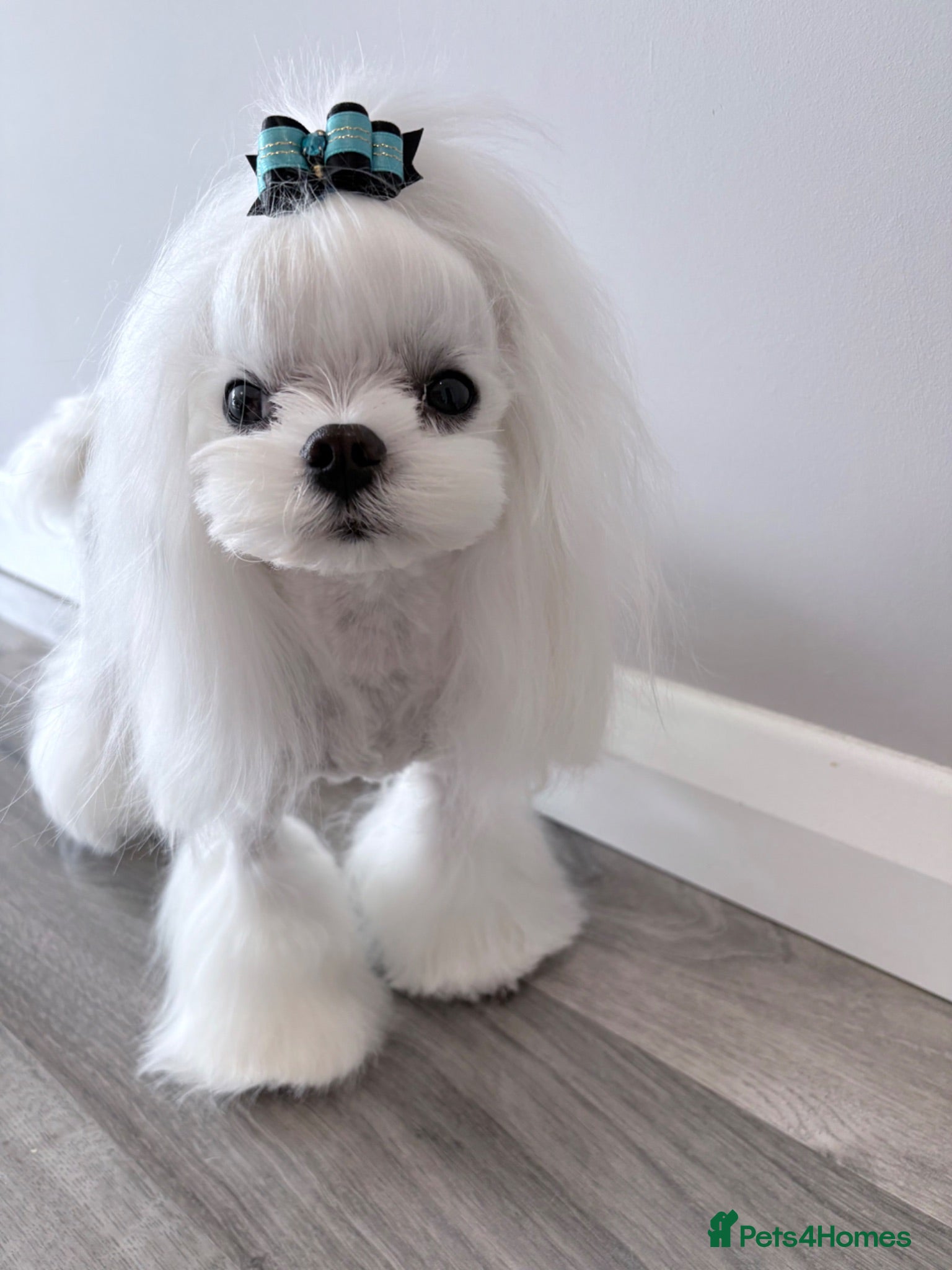 Maltese dogs 🖤 🌟KC Reg Tiny Korean stud dog 🌟🖤 - Advert 9