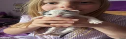 Mixed Breed cats for sale: 3 Litters of Loving and Playful Kittens  - Advert 15