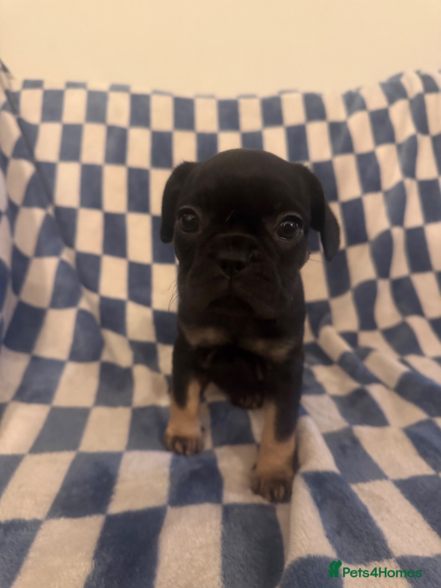 Frug dogs Beautiful litter of 5 3/4 frenchie 1/4 pug 🐶  - Advert 2