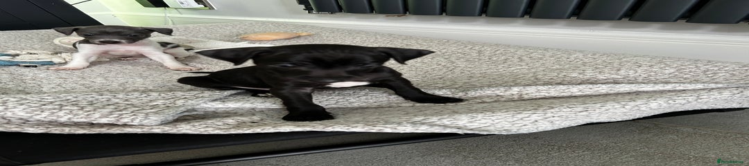 Italian Greyhound Puppy 1
