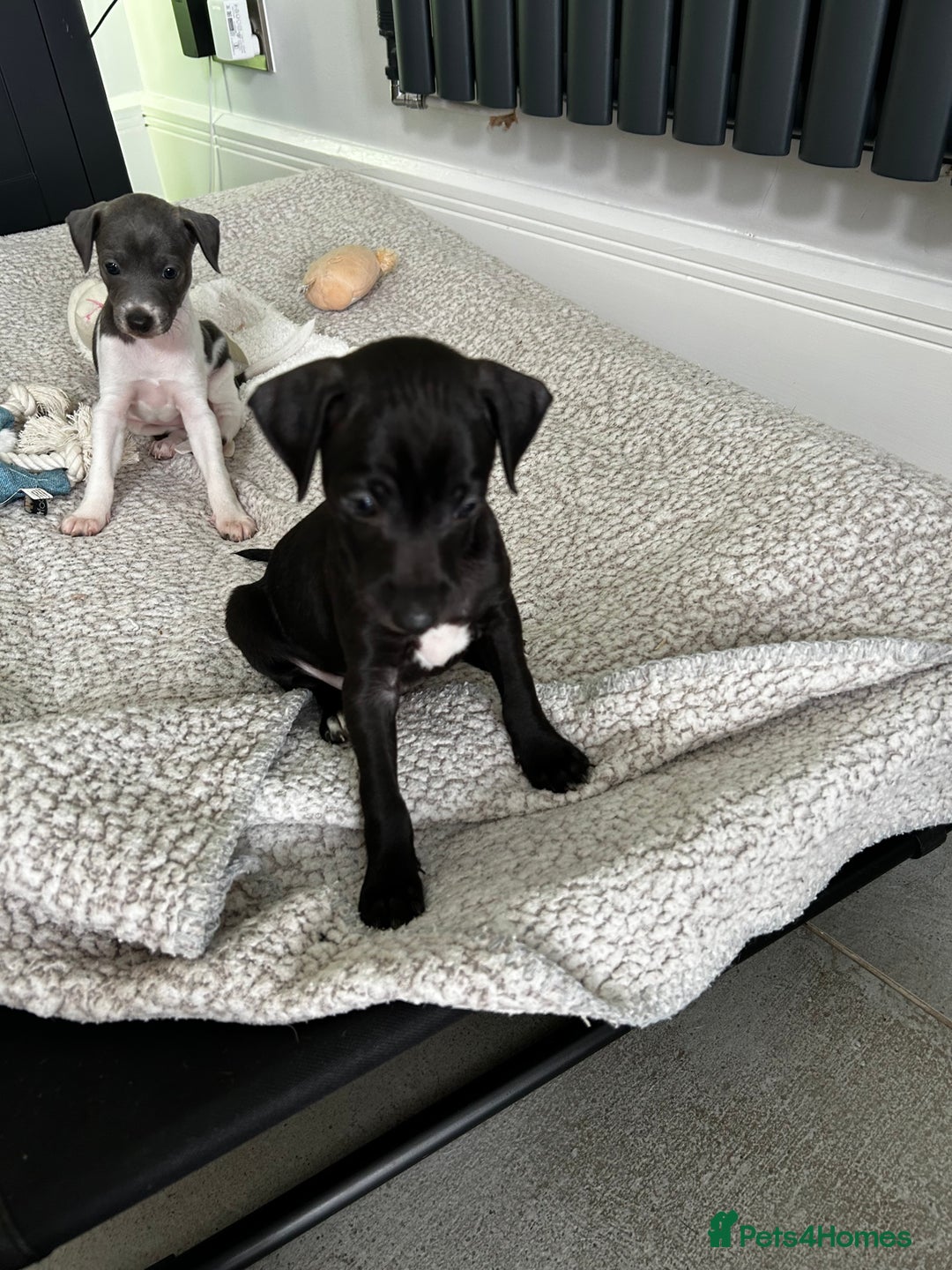 Italian Greyhound dogs for sale: Gorgeous iggy pups - Image 10