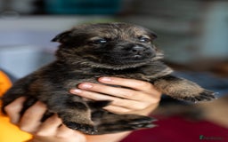 German Shepherd dogs for sale: Exceptionally bred fully heath checked GSD puppies in Bishop Auckland - Image 11