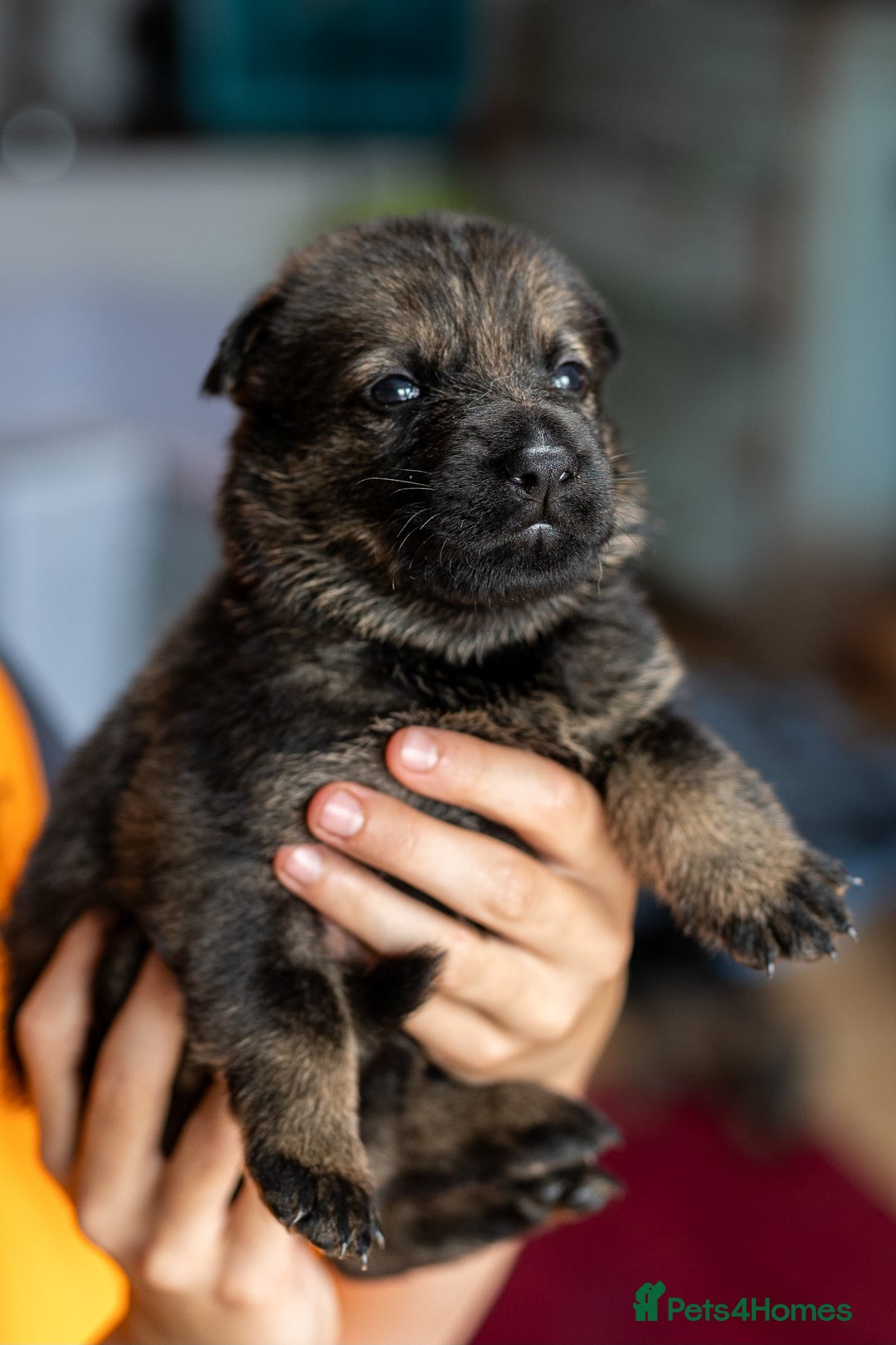 German Shepherd dogs for sale: Exceptionally bred fully heath checked GSD puppies in Bishop Auckland - Image 11