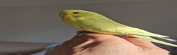 Budgerigars birds for sale:  Baby hen tamed Diluted  - Advert 2