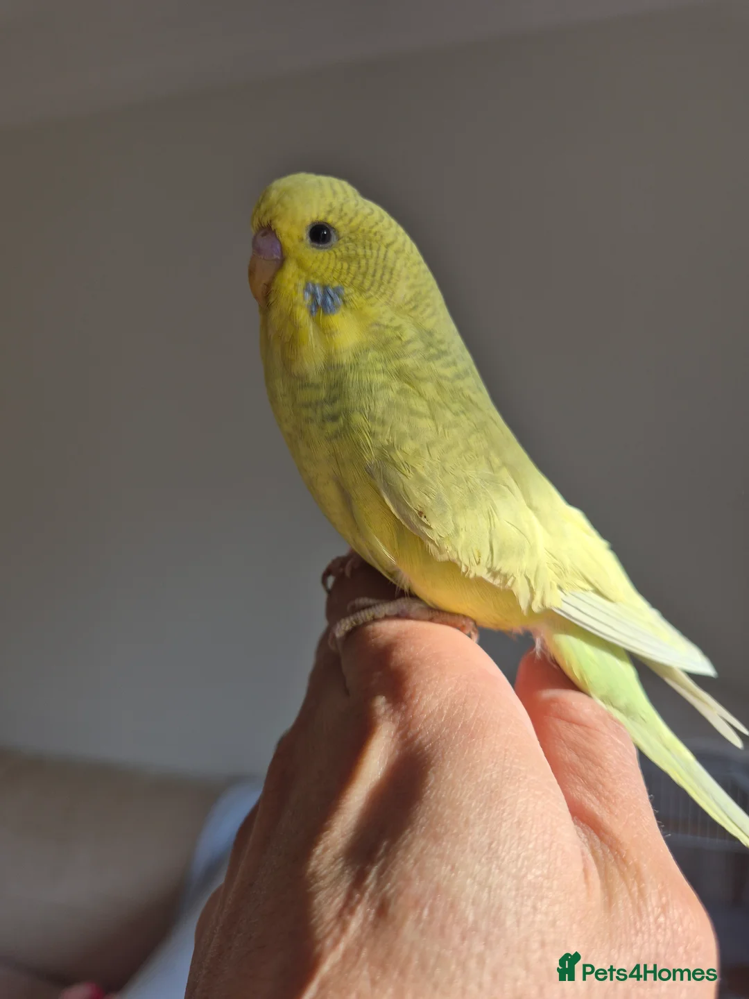 Budgerigars birds for sale:  Baby hen tamed Diluted  - Advert 2