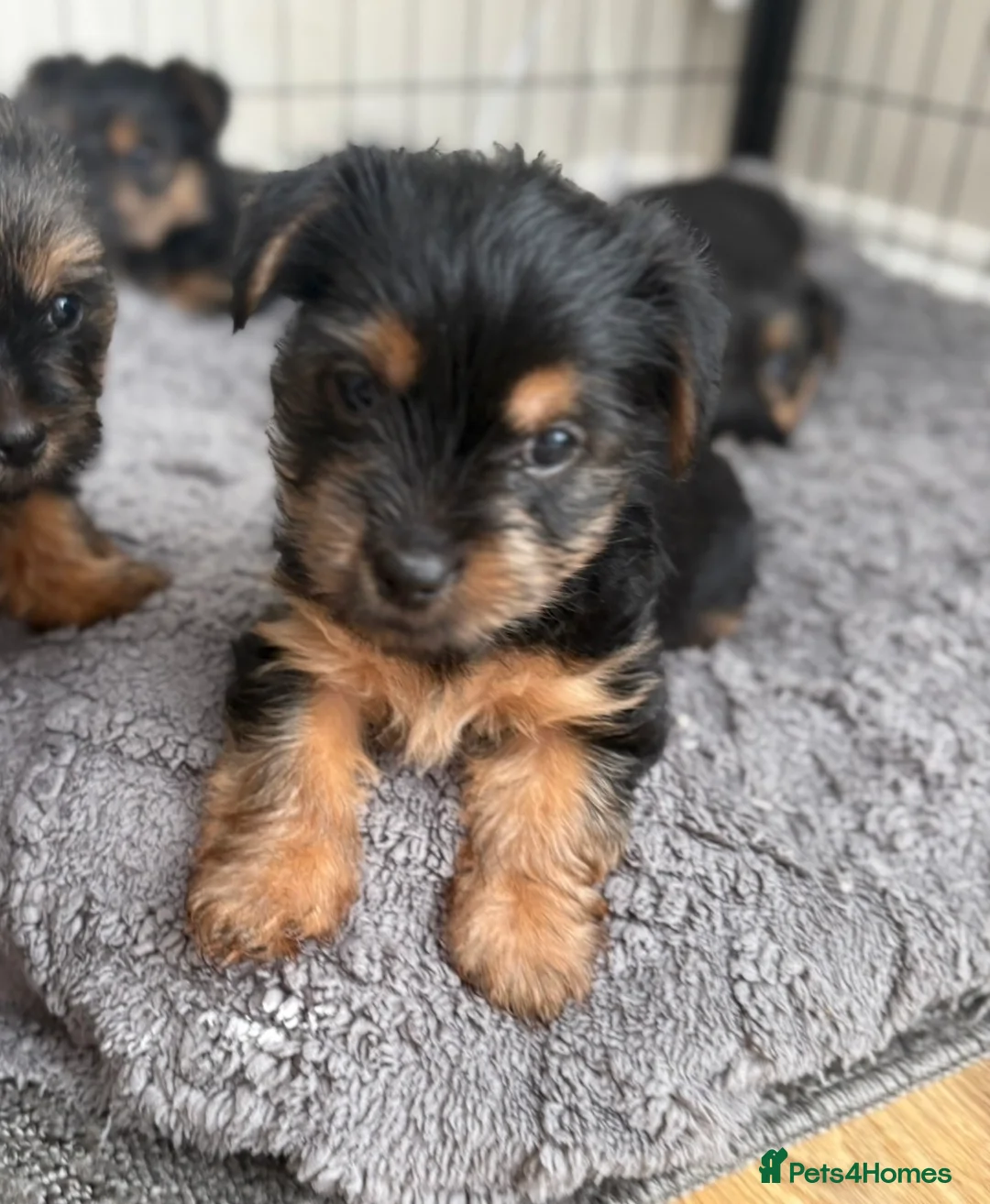 Yorkshire Terrier dogs for sale: Five Yorkshire Terrier Puppies  - Advert 1