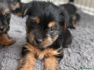 Yorkshire Terrier dogs Five Yorkshire Terrier Puppies - Advert 4