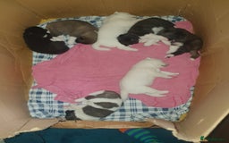 Akita dogs for sale: 7 absolutely gorgeous American Akita pups - Image 4