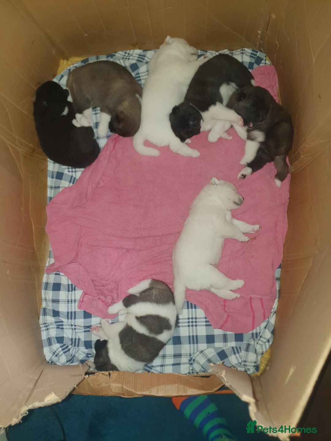 Akita dogs for sale: 7 absolutely gorgeous American Akita pups - Image 4