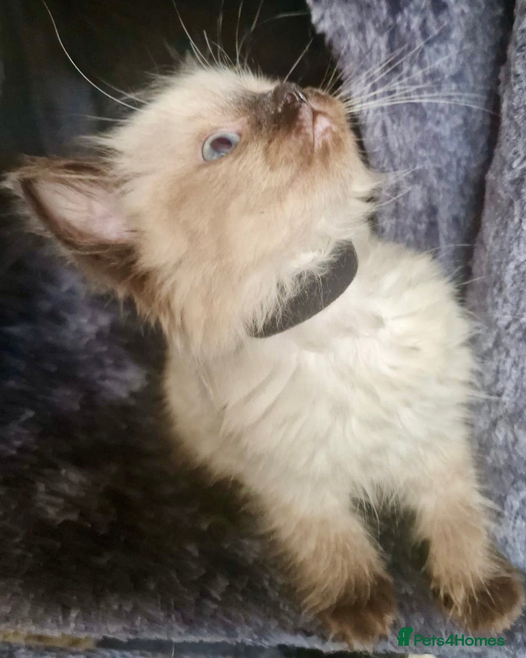 Ragdoll cats for sale:  FIFe Registered Ragdoll Kittens Champion Line - Image 13