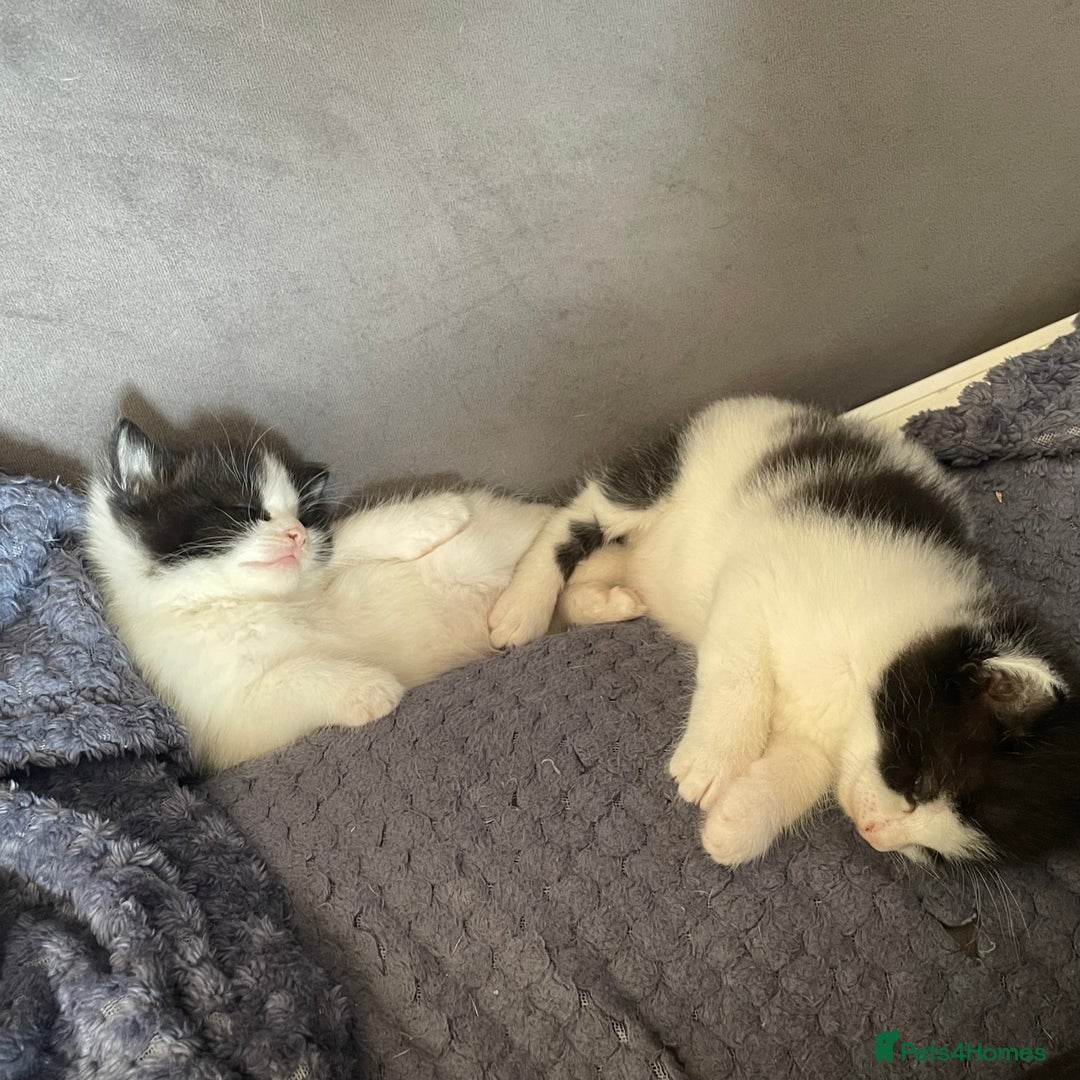 Mixed Breed cats for sale: ⭐️ 🐾🖤 KITTENS, BLACK AND WHITE, BOYS 🐾 ⭐️ - Image 7