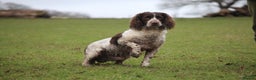 English Springer Spaniel dogs for stud: FOR STUD in Pontypridd - Advert 10