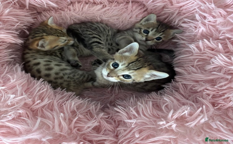 Savannah cats - Advert 1