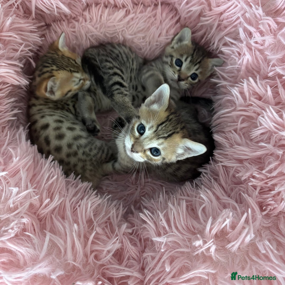 Savannah cats for sale: Stunning Savannah Kittens - Image 1