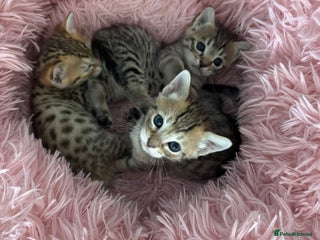 Savannah cats - Advert 23