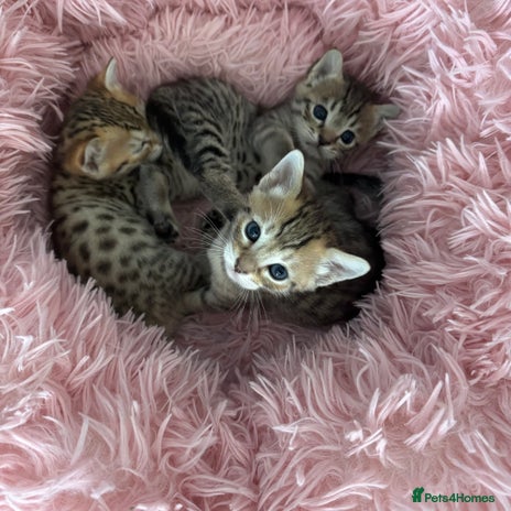 Savannah cats - Advert 2
