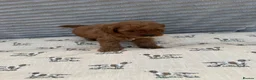 Cavapoo dogs for sale: Exceptional F1b Cavapoo Puppies, Health Tested | - Advert 6