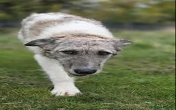 Mixed Breed dogs for adoption: Perfect PICKLE - Image 7