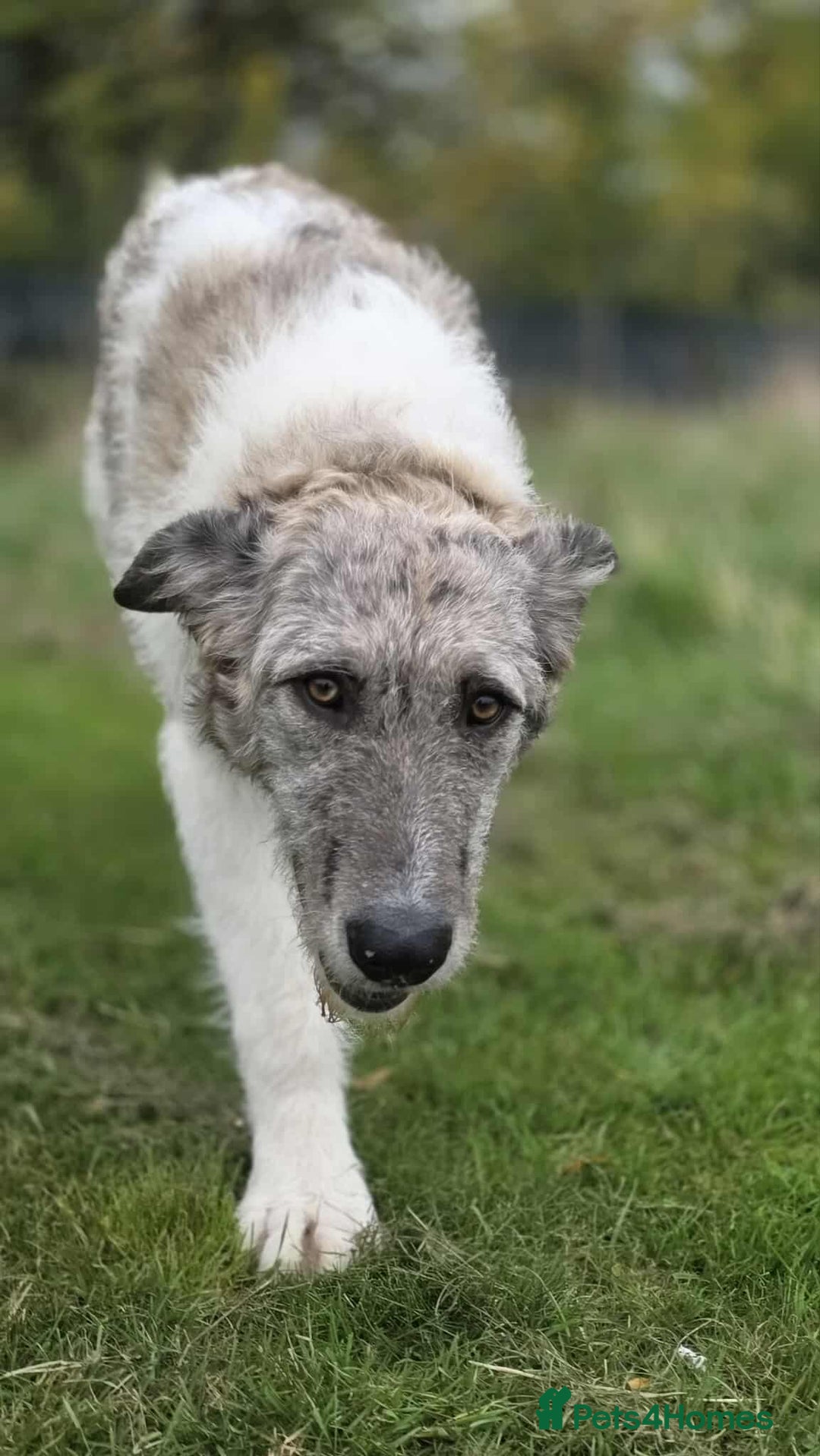 Mixed Breed dogs for adoption: Perfect PICKLE - Image 7