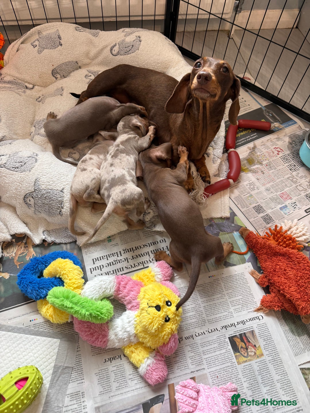 Miniature Dachshund dogs for sale: Stunning Kennel Club Registered Litter - Image 7