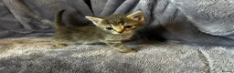 Ragdoll cats for sale: Ragdoll mix tabby ginger kittens  - Advert 14