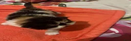 Persian cats for sale: Beautiful high quality Persian and Exotic kittens  - Advert 8