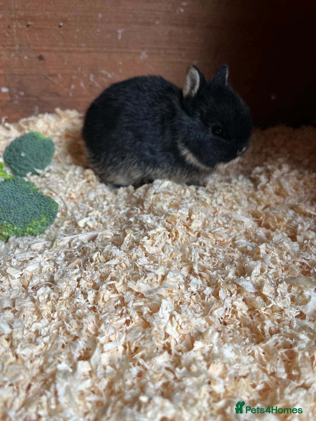 Netherland Dwarf rabbits for sale: Netherlands dwarf baby’s  - Advert 4