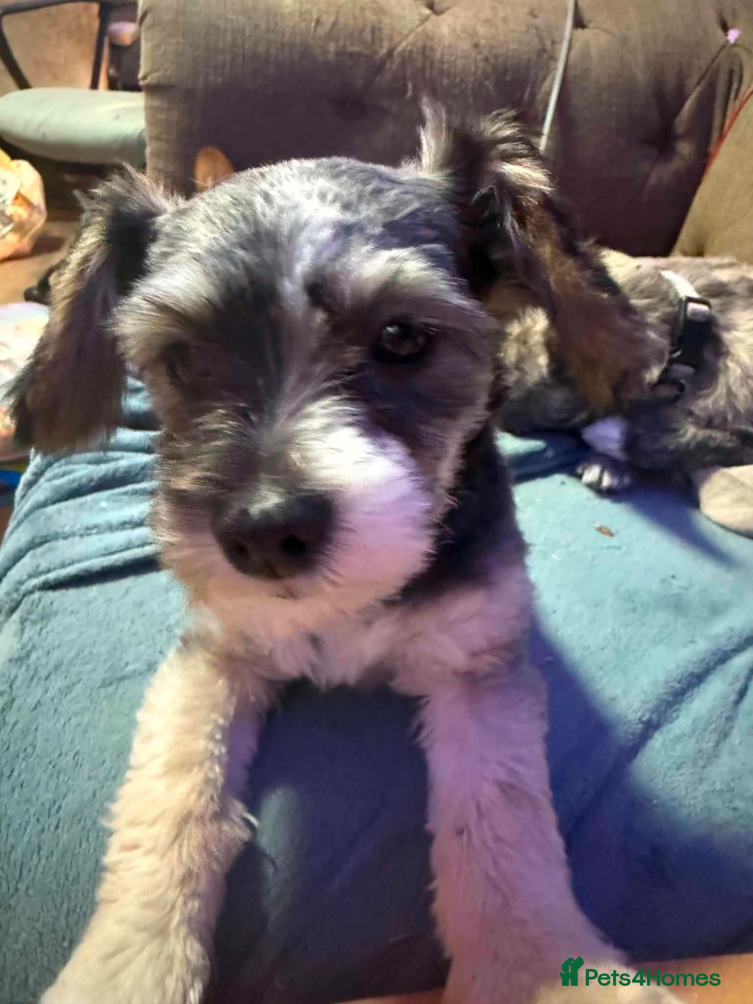 Mixed Breed dogs Frenchie x Yorkshire terrier male dog for sale  - Advert 14