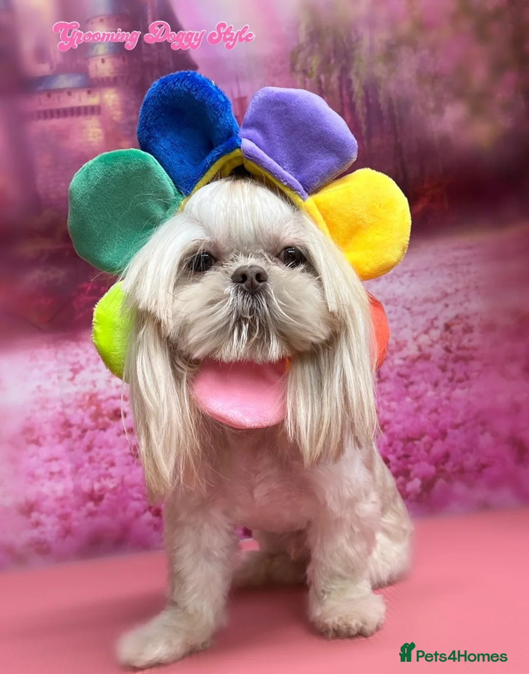 Shih Tzu dogs for stud: LAVENDER Tiniest lavender stud in Wales  in Cardiff - Advert 5