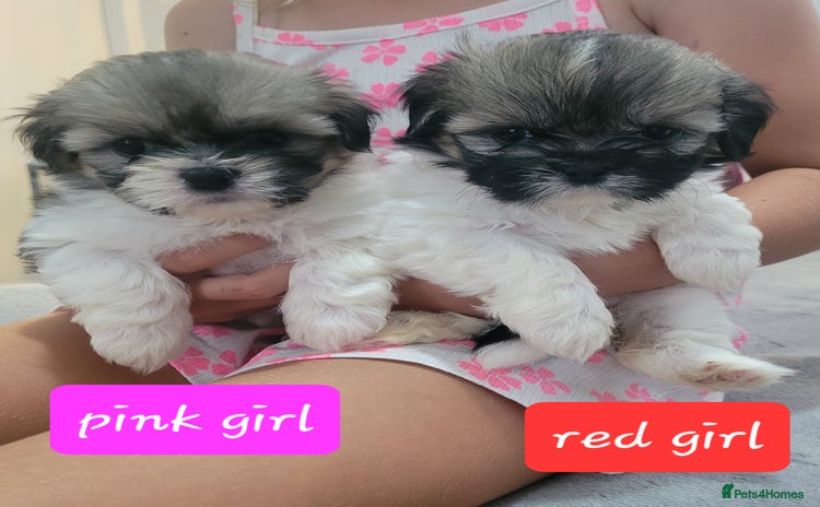 Shih Tzu dogs - Advert 10