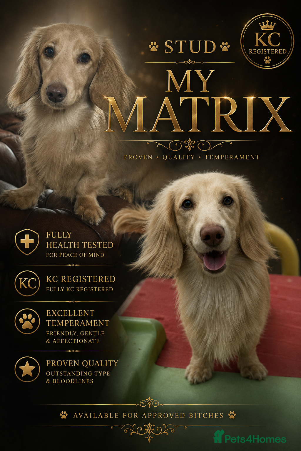 Miniature Dachshund dogs incredible cream stud boy  - Advert 6