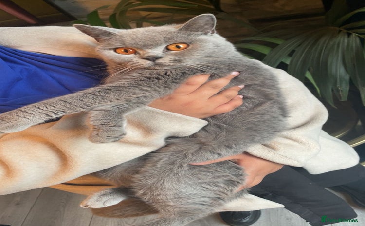 British Shorthair cats - Advert 6