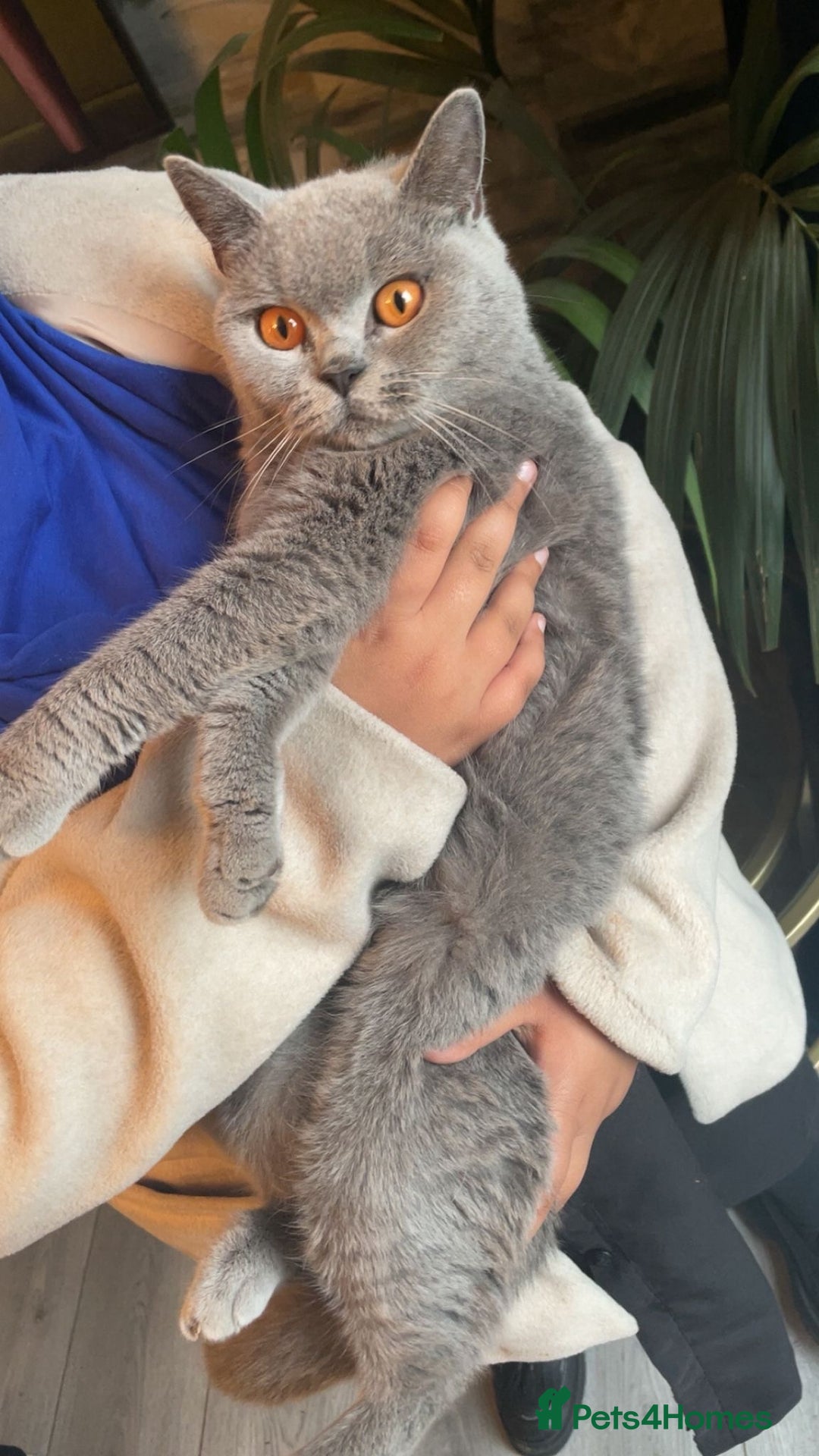 British Shorthair cats for sale: British shorthair female active registered - Image 1