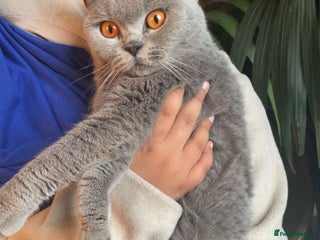 British Shorthair cats - Advert 28