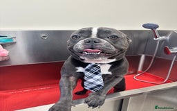 French Bulldog dogs for stud: Handsome Male Frenchie First Time Stud - Image 1