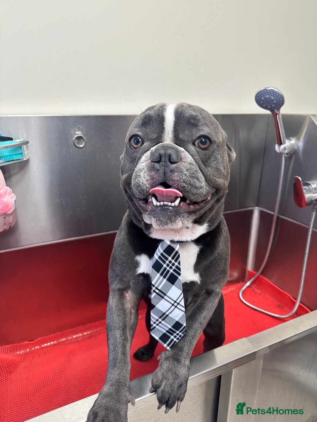 French Bulldog dogs for stud: Handsome Male Frenchie First Time Stud - Image 1