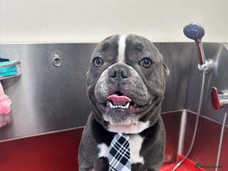 French Bulldog dogs - Advert 31