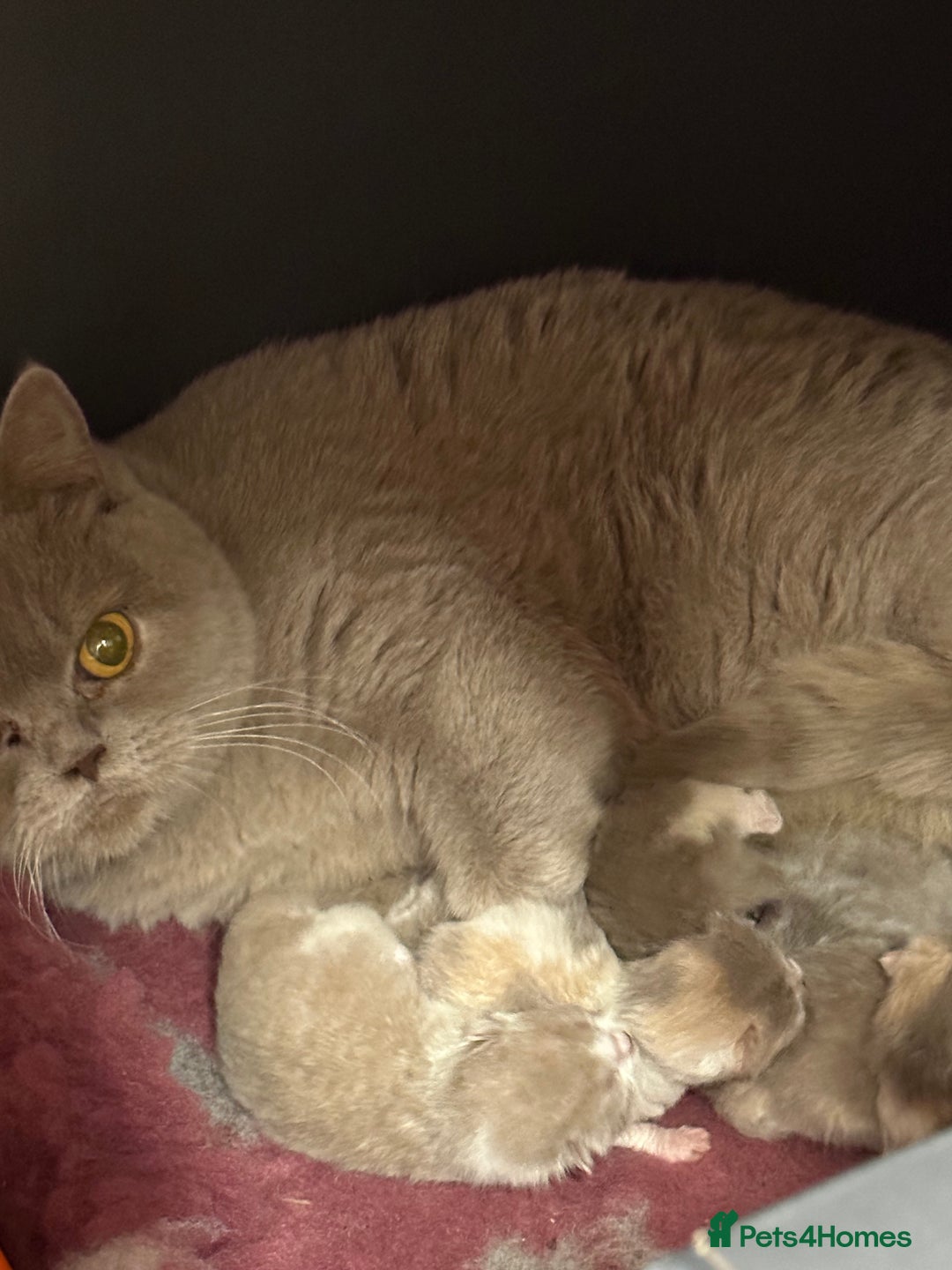 British Shorthair cats for sale: 😽Full Pedigree Registered BSH🌷Trusted Breeder - Advert 37