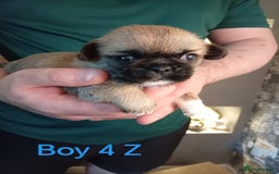 Mixed Breed dogs for sale: Pug x Shih Tzu Pug zu shih pug puppies - Image 18