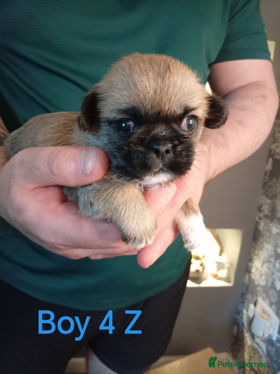Mixed Breed dogs for sale: Pug x Shih Tzu Pug zu shih pug puppies - Image 18