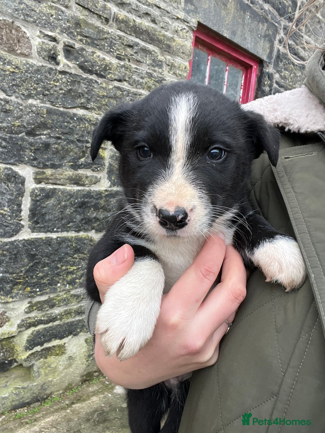 Mixed Breed dogs for sale: Border Collie Puppies - Advert 3