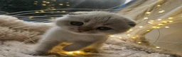Scottish Fold cats for sale: Reduced💥£350 ready now Tica scottish fold london  - Advert 12