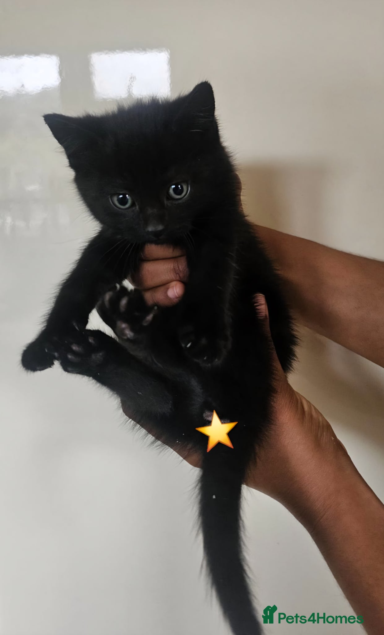Mixed Breed cats for sale: Adorable little kittens in Westcliff-on-Sea - Advert 3