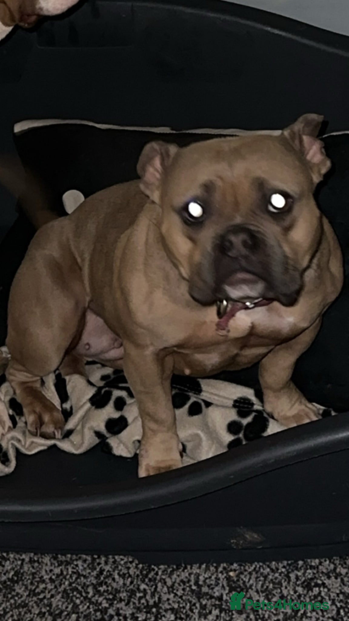 American Bully dogs Pocket bully  - Advert 2