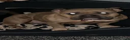 American Bully dogs for sale: Pocket bully  in Dundee - Advert 1
