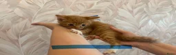 Mixed Breed cats for sale: Cute little kittens  - Advert 16